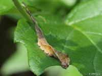 Rose Hooktip Moth Caterpillar