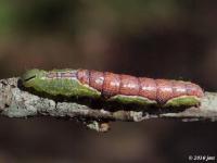 Double-lined Prominent Moth Caterpillar
