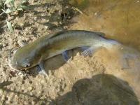 Channel Catfish, Look for the spots.