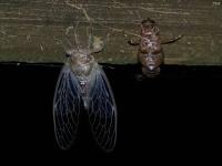 Just emerged Cicada
