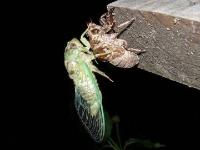 Newly emerged Resh Cicada