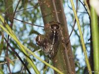 Great/Grand Harvestfly (Cicada)