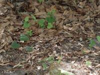 Southern Copperhead Snake