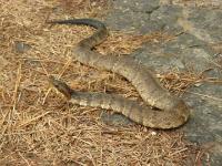 Cottonmouth Snake