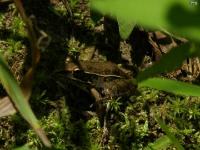 Baby Southern Leopard Frog