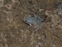 Extremely Rare Blue form of Cricket Frog