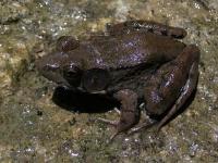 Bronze Frog