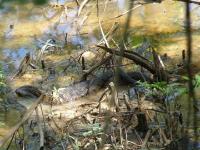 Diamondback Water Snake Mating