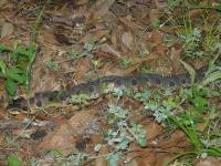 Eastern Hognose Snake on defense