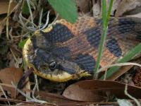 Eastern Hognose Snake expanded to max.