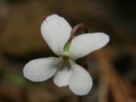 Primrose Leaf Violet (very small flower approx. 3/8