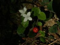 Partridgeberry Flowering Plant, FLFN2