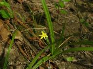 Yellow Star Grass, FLGR1