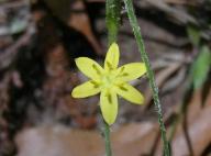 Yellow Star Grass Flower, FLGR1A