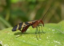 Scorpionfly(Panorpa nuptialis)