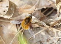 Bee Fly(Bombylius mexicanus)