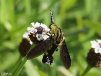 Scaly Bee Fly