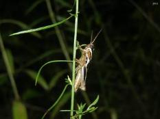 Red-legged Grasshopper, Late instar