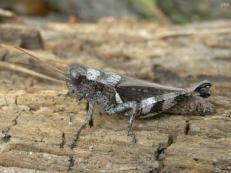 Ponderous Spur-throat Grasshopper