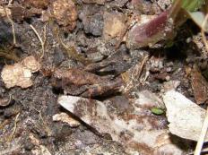 Pygmy Grasshopper(need better photo)