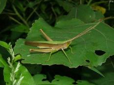 Clippedwing Slant Faced Grasshopper