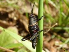 Young Eastern Lubber Grasshopper