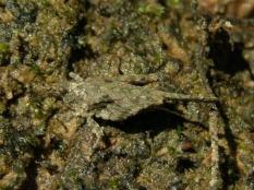Obscure Pygmy Grasshopper