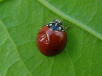 Spotless Ladybird Beetle, Injured but alive.
