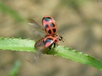 V-marked Lady Beetle, ready for take-off.