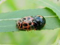 V-Marked Lady Beetles