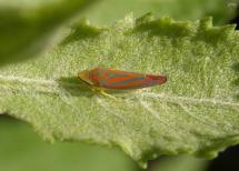 Canldy-Striped Leafhopper(Graphocephala coccinea)