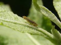 Sharpshooter Leafhopper