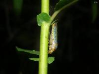 Broad-headed Sharpshooter Leafhopper
