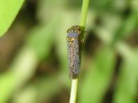 Broad-headed Sharpshooter Leafhopper