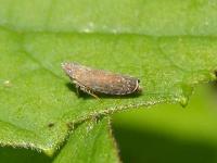 Blueberry Leafhopper