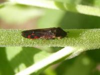 Glassy-winged Sharpshooter Leafhopper