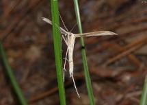 Groundsel Plume Moth(Hellinsia balanotes)