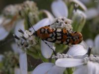 Spotted Spragueia Moth