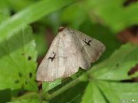 Brown Panapoda Moth