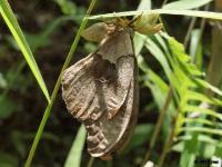 Polyphemus Silkworm Moth(Antheraea polyphemus)