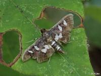 Grape Leaffolder/Leafroller Moth