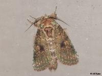 Wavy-lined Heterocampa Moth