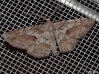 Brown Shaded Gray Moth
