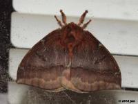 Female IO Moth(Automerus io), MOTH181