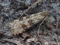 Lucerne Moth(Nomophila nearctica), MOTH191