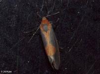 Lead-colored Lichen Moth