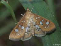 Baccatalis Moth