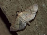 Crambid Snout Moth(Herpetogramma theseusalis), MOTH231