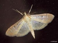 Two-spotted Herpetogramma Moth
