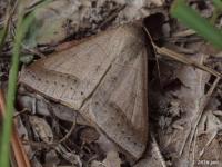 Withered Mocis Moth